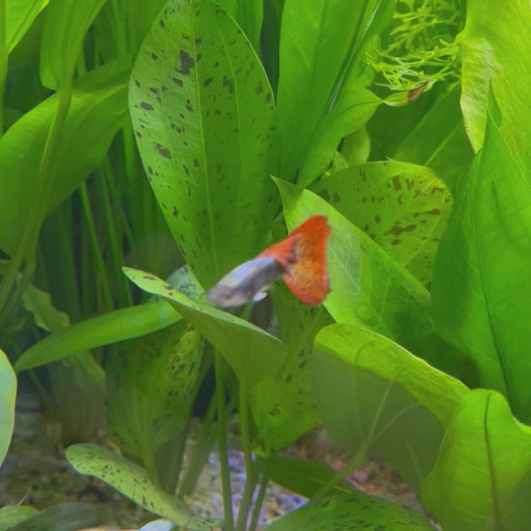 Dragon Guppy - Male 3-4cm