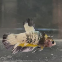 Fancy Plakat Betta Male - One Only - 1