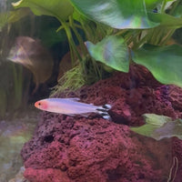 Rummynose Tetra (3cm)
