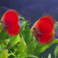 Red Melon Discus 8-9cm