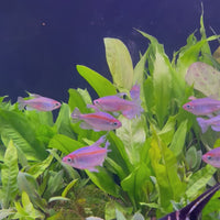 Congo Tetra (4-6cm)