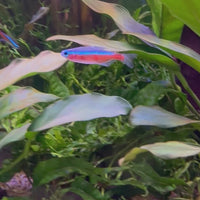 Cardinal Tetra (2.5-3cm)
