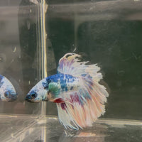 Male Betta - One Only - 12