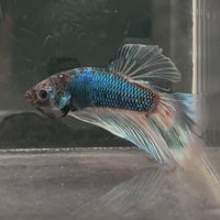 Male Betta - One Only - 20