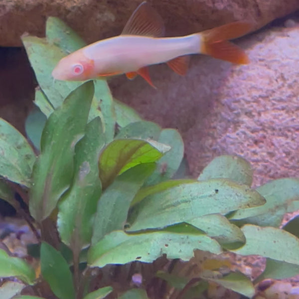 Albino Rainbow Shark