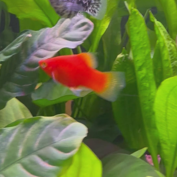 Platy - Red 3-4cm