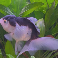Oranda - Panda
