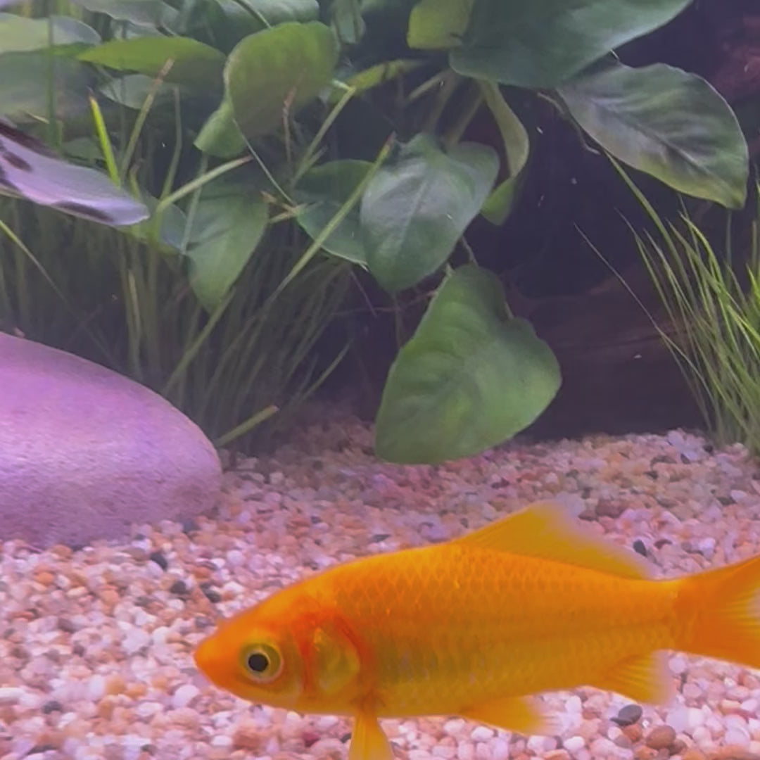 Golden Comet Goldfish - The Fish Farm