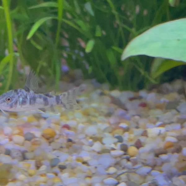 Corydoras Peppered Catfish 2-4cm