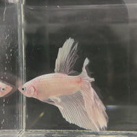 Male Betta - One Only - 22