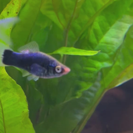 Swordtail - Black 4-5cm