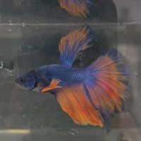 Male Betta - One Only - 14