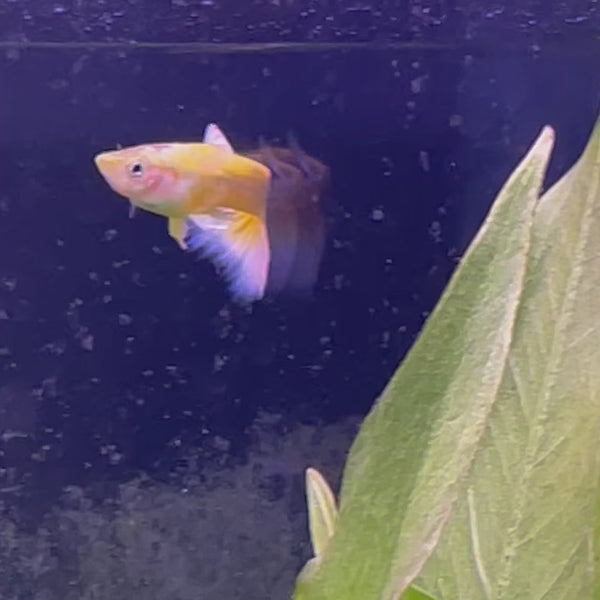 24K Gold Guppy - Male 3-4cm