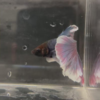 Male Betta - One Only - 8