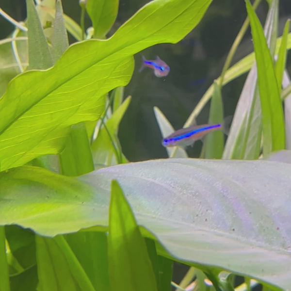 Green Neon Tetra (1.5-2cm)