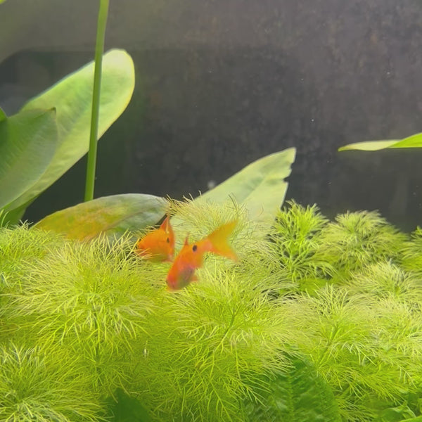 Golden Barb 3cm