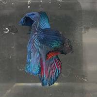 Male Betta - One Only - 1