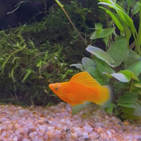 Balloon Molly - Orange 3-4cm