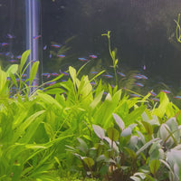 Cardinal Tetra (2.5-3cm)