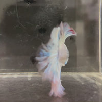 Male Betta - One Only - 2