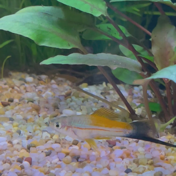 Swordtail - Green 4-5cm