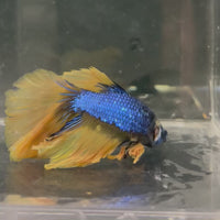 Male Betta - One Only - 8