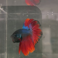 Male Betta - One Only - 6