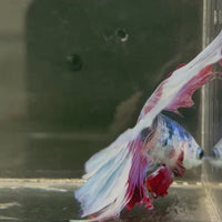 Male Betta - One Only - 13