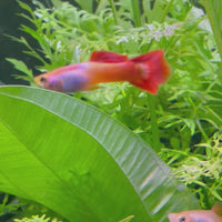 Sunset Guppy - Male 3-4cm