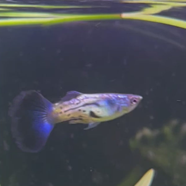 Blue Sapphire Guppy - Male 3-4cm