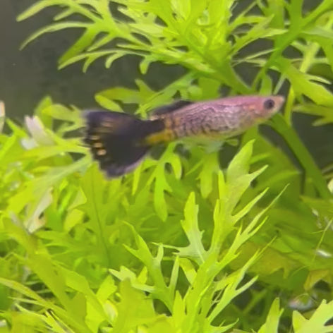 Blue Cobra Guppy - Male 3-4cm