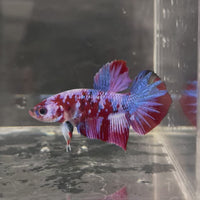 Fancy Plakat Betta Male - One Only - 4