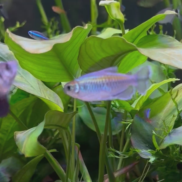 Congo Tetra (4-6cm)