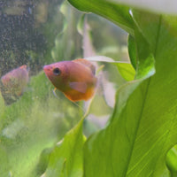 Dwarf Honey Gourami 3.5cm