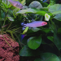 Rummynose Tetra (3cm)