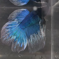Male Betta - One Only - 10