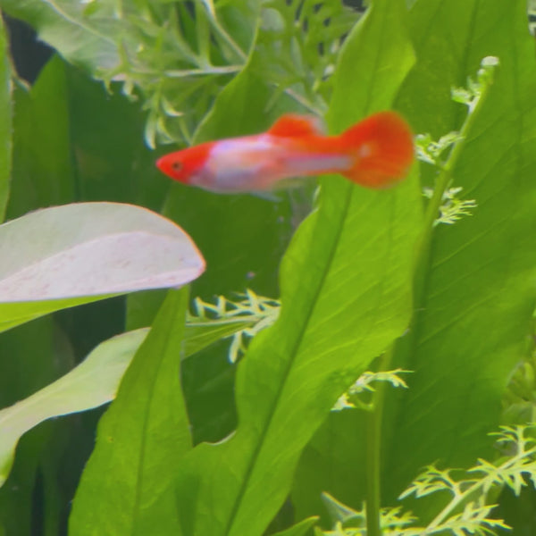 Golden Koi Guppy - Male 3-4cm