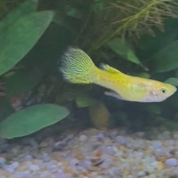 Yellow Cobra Guppy - Male 3-4cm