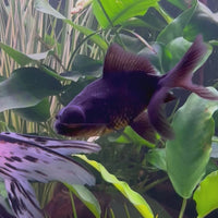 Black Moor