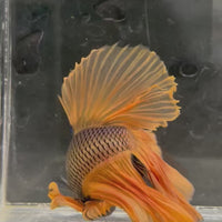 Male Betta - One Only - 3