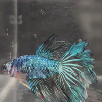 Male Betta - One Only - 1