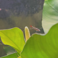 White Cloud Mountain Minnow