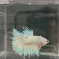 Male Betta - One Only - 7