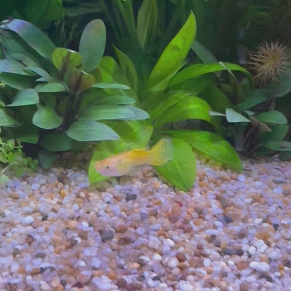 Yellow Cobra Guppy - Male 3-4cm