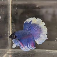 Male Betta - One Only - 6
