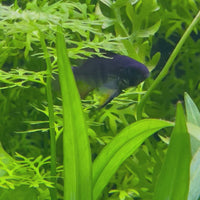 Ram - Black - Dwarf American Cichlid 2-4cm