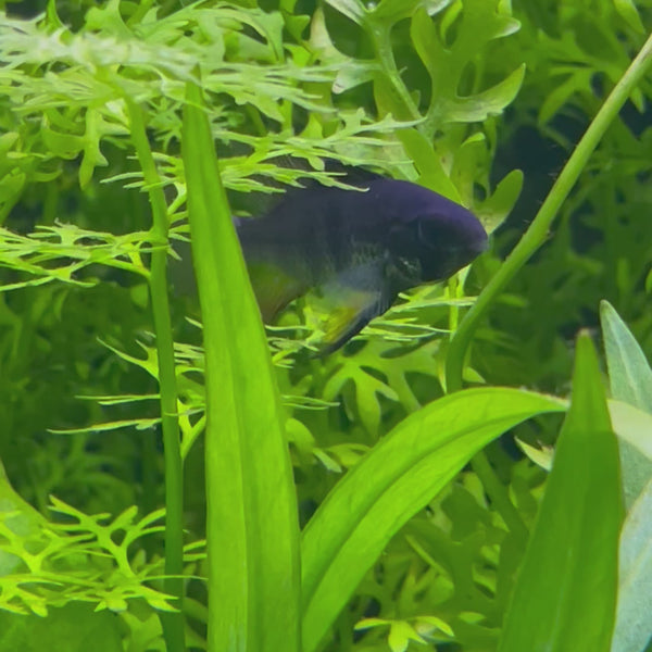 Ram - Black - Dwarf American Cichlid 2-4cm