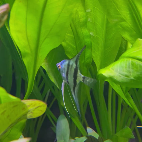 Angelfish Zebra