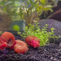 Red Ramshorn Snails