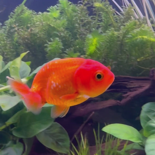 Ranchu Goldfish - Assorted Colours